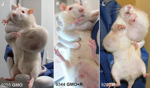 Rat Tumor Monsanto GMO Cancer Study 3 Wide - Нетрадиционное лечение рака. Истории исцеления